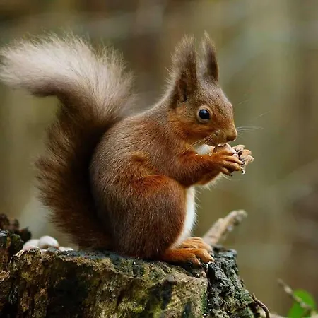 Holiday home Squirrel Holt Appleby-in-Westmorland